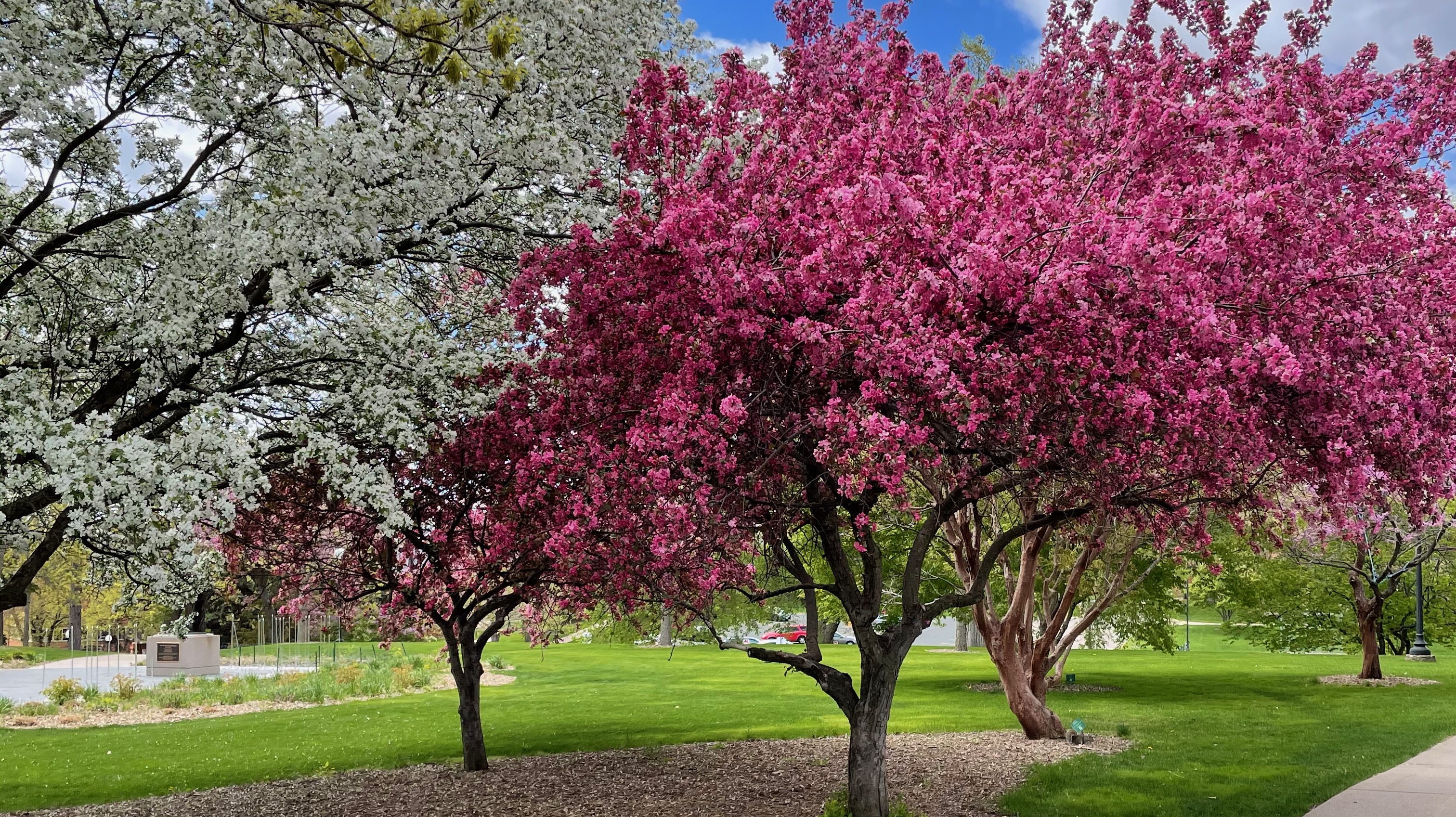 pink and white flowers on trees