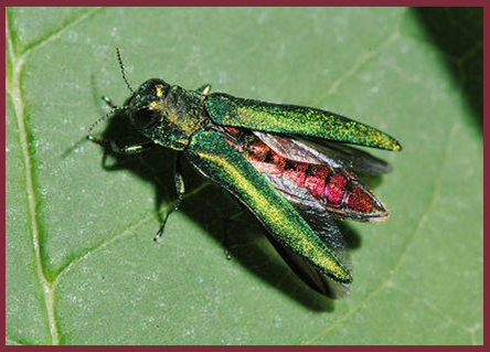 Emerald ash borer insect